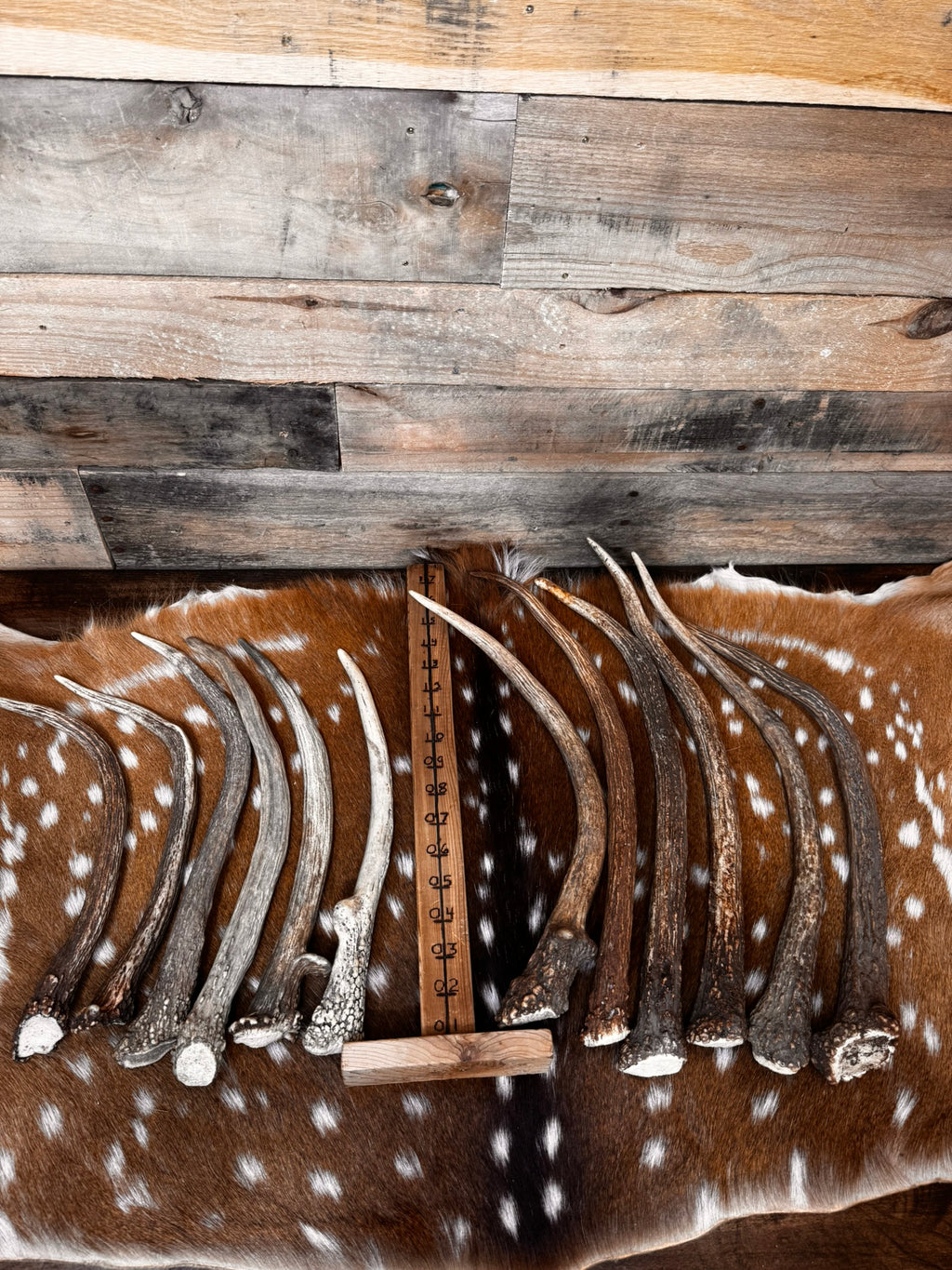 Elk Spike Antlers | 14-16" & 18-20" | Seasonal Collection | Door Handles/Pulls