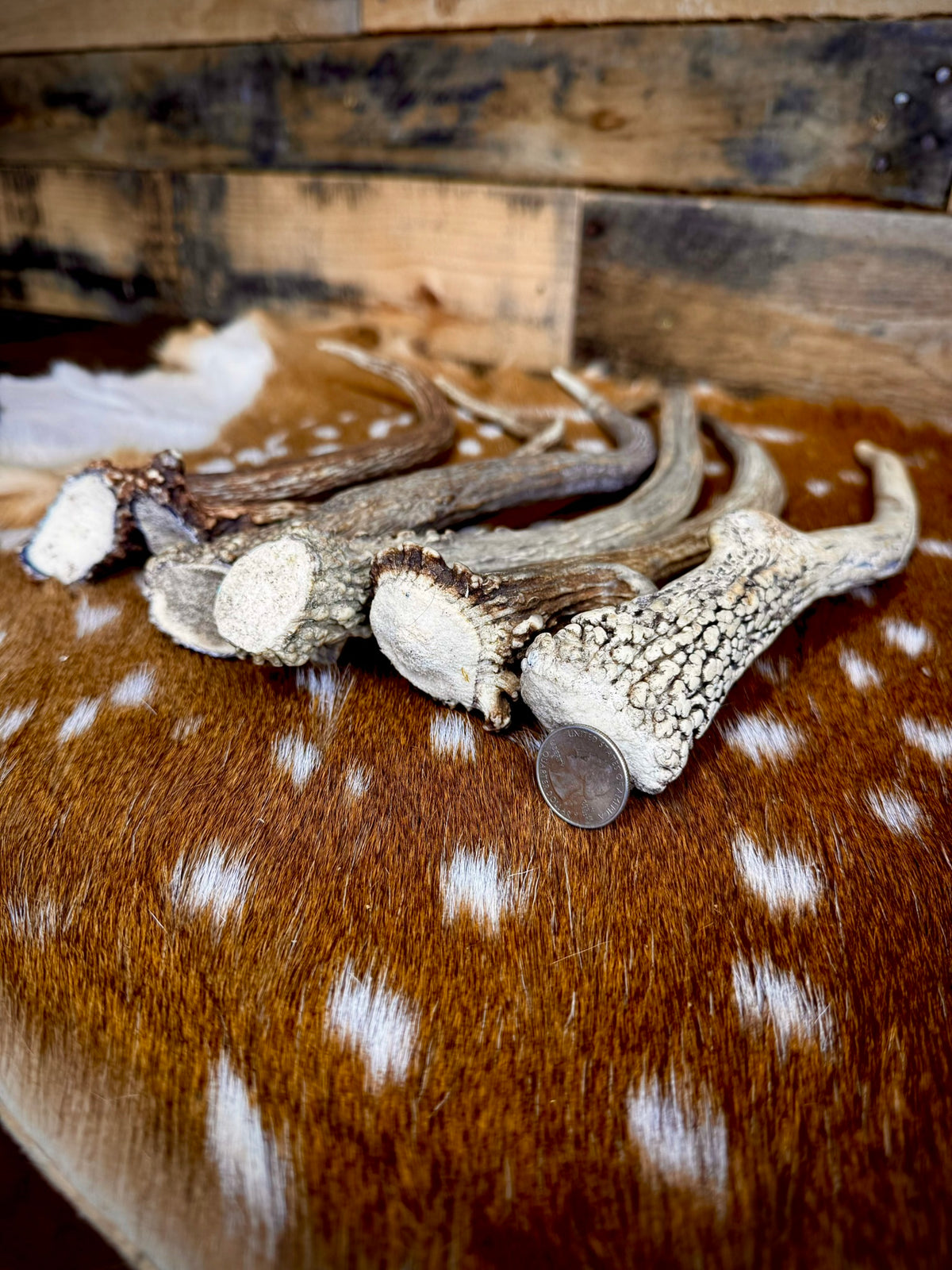 Elk Spike Antlers | 14-16" & 18-20" | Seasonal Collection | Door Handles/Pulls