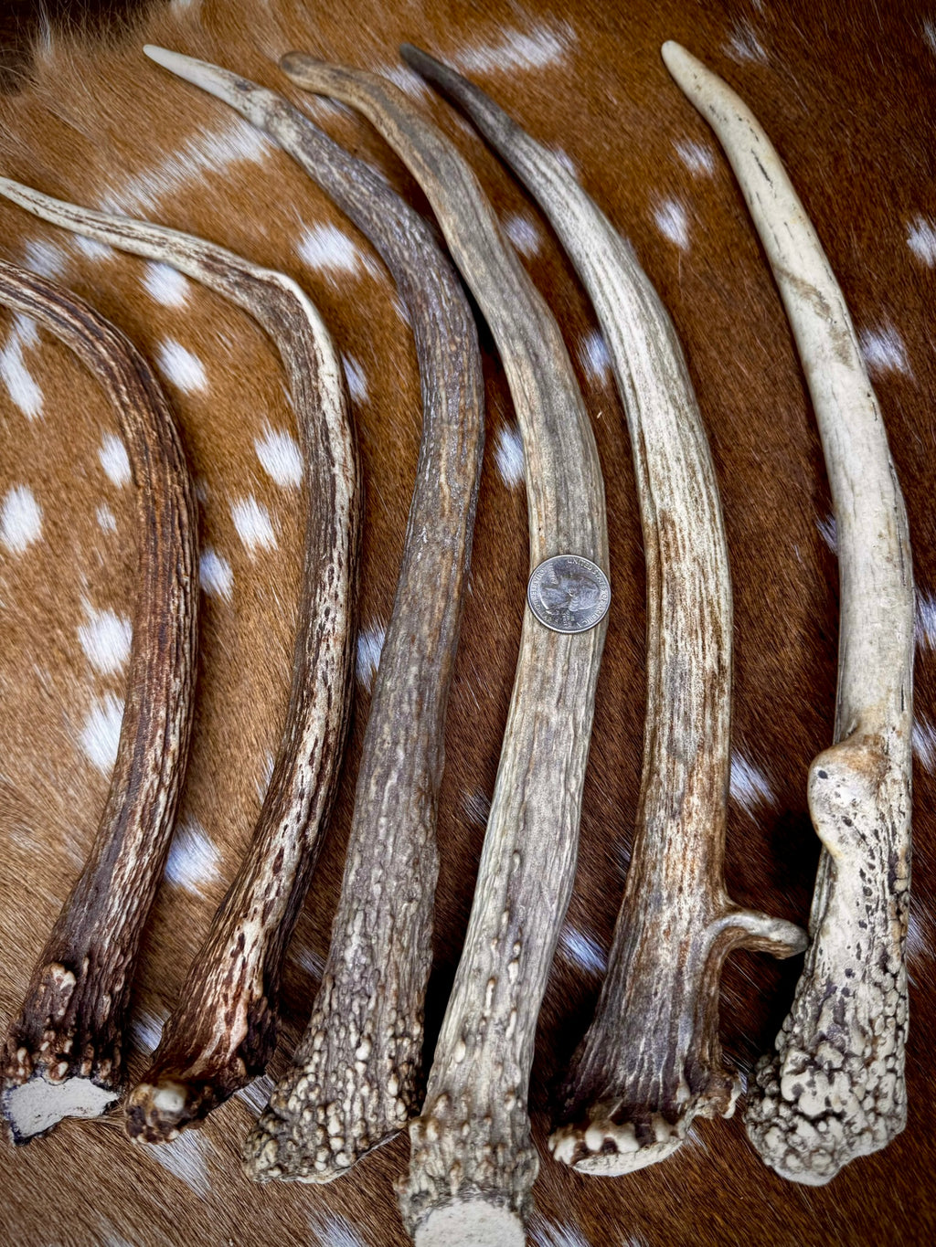 Elk Spike Antlers | 14-16" & 18-20" | Seasonal Collection | Door Handles/Pulls