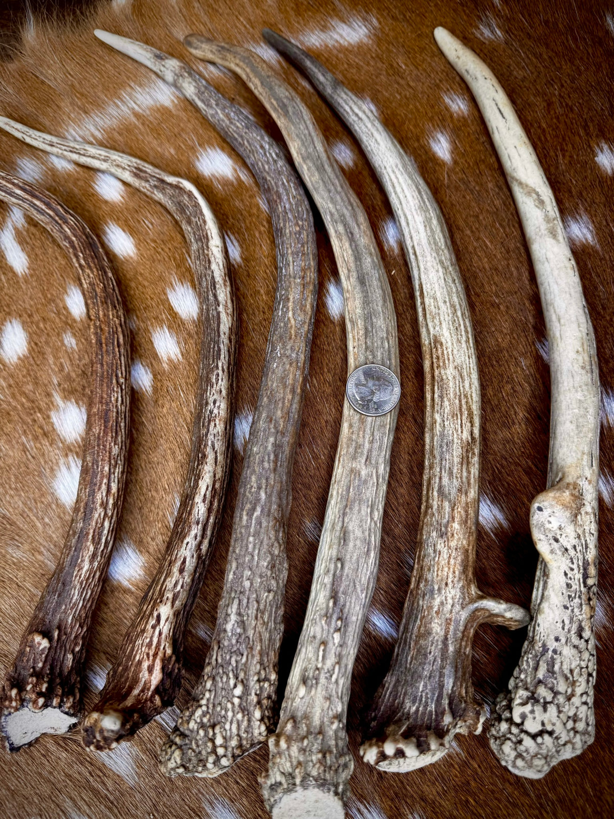 Elk Spike Antlers | 14-16" & 18-20" | Seasonal Collection | Door Handles/Pulls