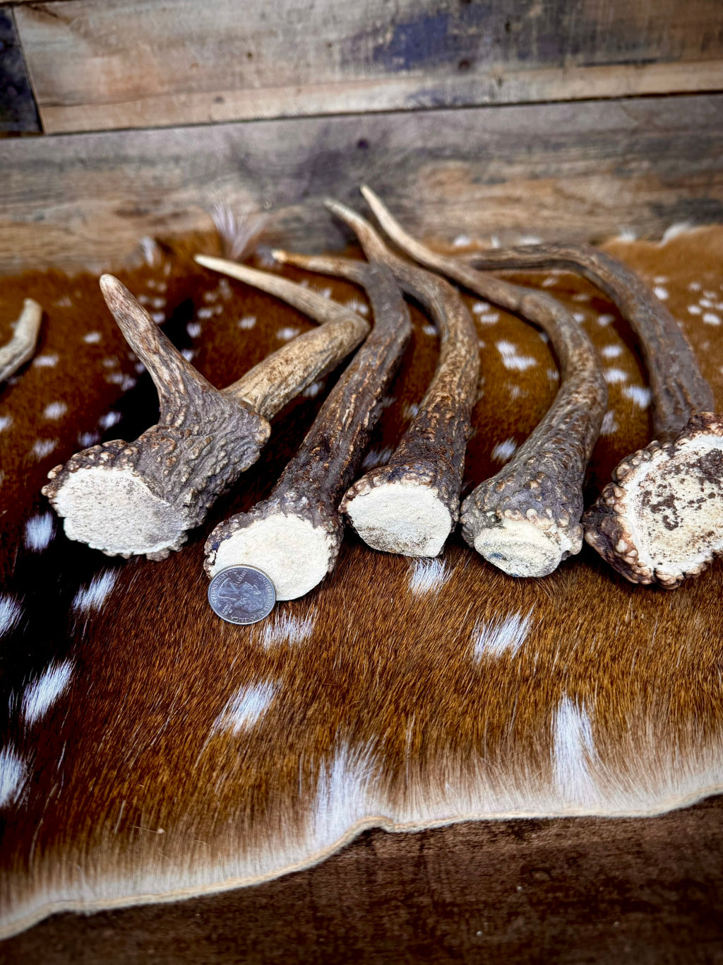 Elk Spike Antlers | 14-16" & 18-20" | Seasonal Collection | Door Handles/Pulls