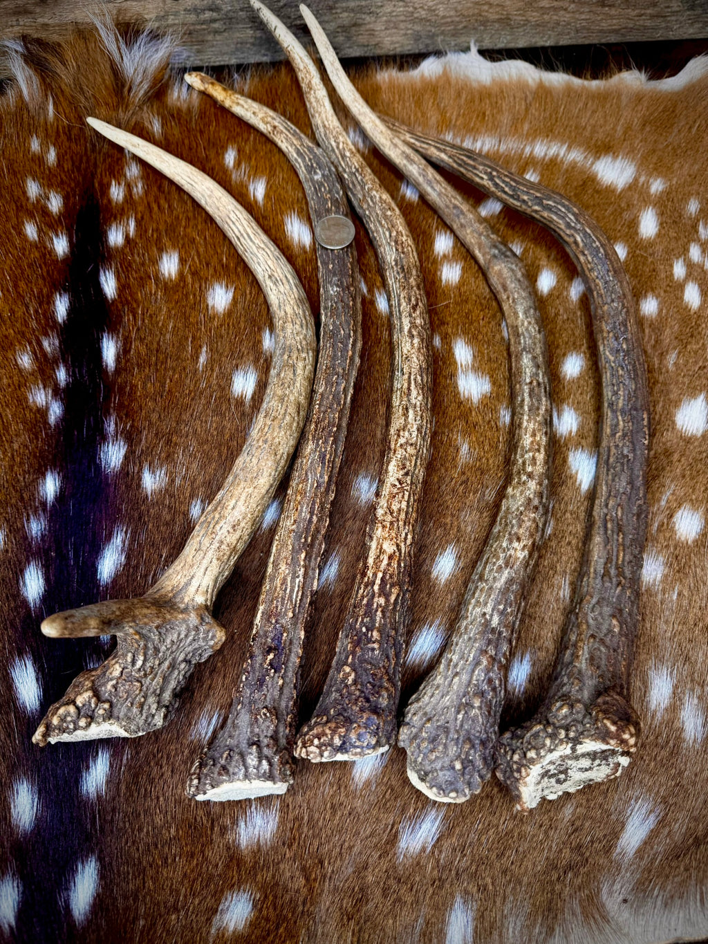 Elk Spike Antlers | 14-16" & 18-20" | Seasonal Collection | Door Handles/Pulls