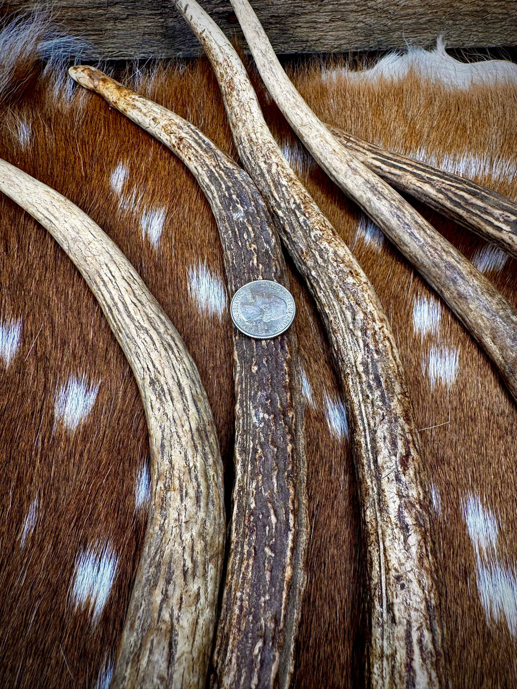 Elk Spike Antlers | 14-16" & 18-20" | Seasonal Collection | Door Handles/Pulls