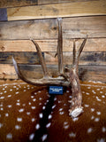 94" GIANT Trophy Whitetail Shed Antler | Exceptional Mass and Rich Brown Color | Auction