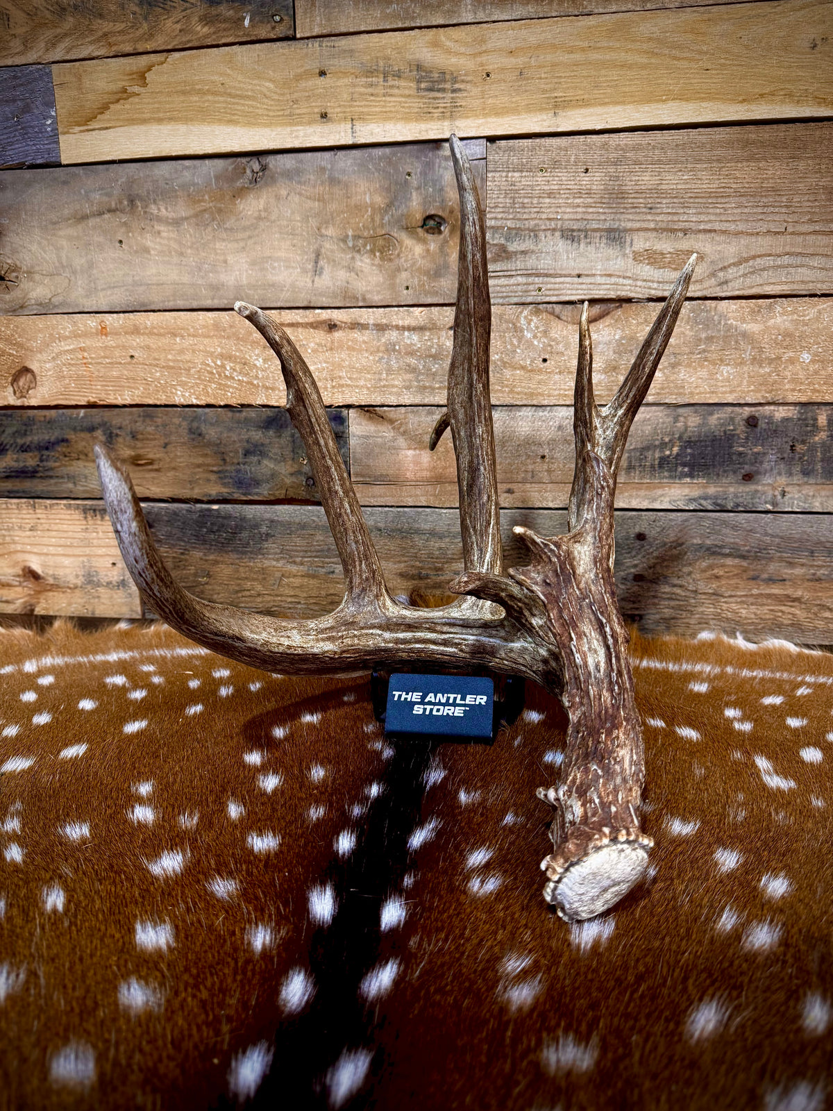 94" GIANT Trophy Whitetail Shed Antler | Exceptional Mass and Rich Brown Color | Auction