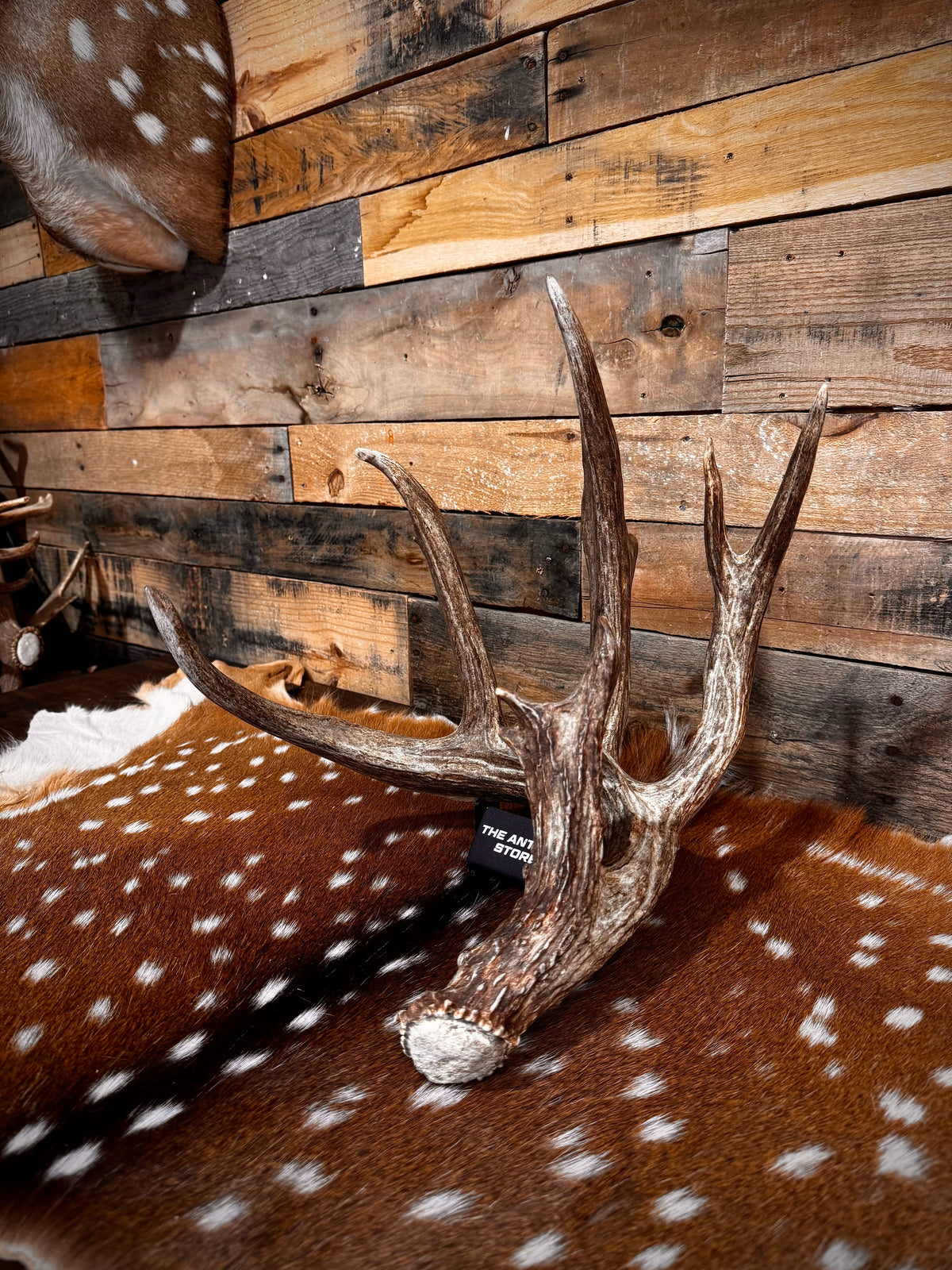 94" GIANT Trophy Whitetail Shed Antler | Exceptional Mass and Rich Brown Color | Auction