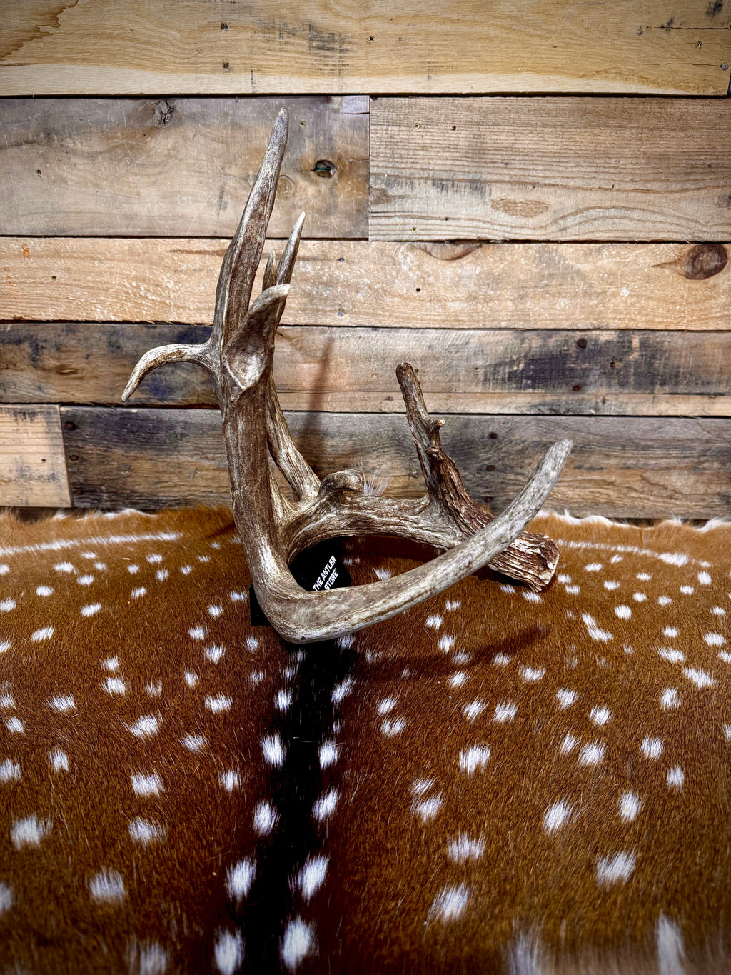 94" GIANT Trophy Whitetail Shed Antler | Exceptional Mass and Rich Brown Color | Auction