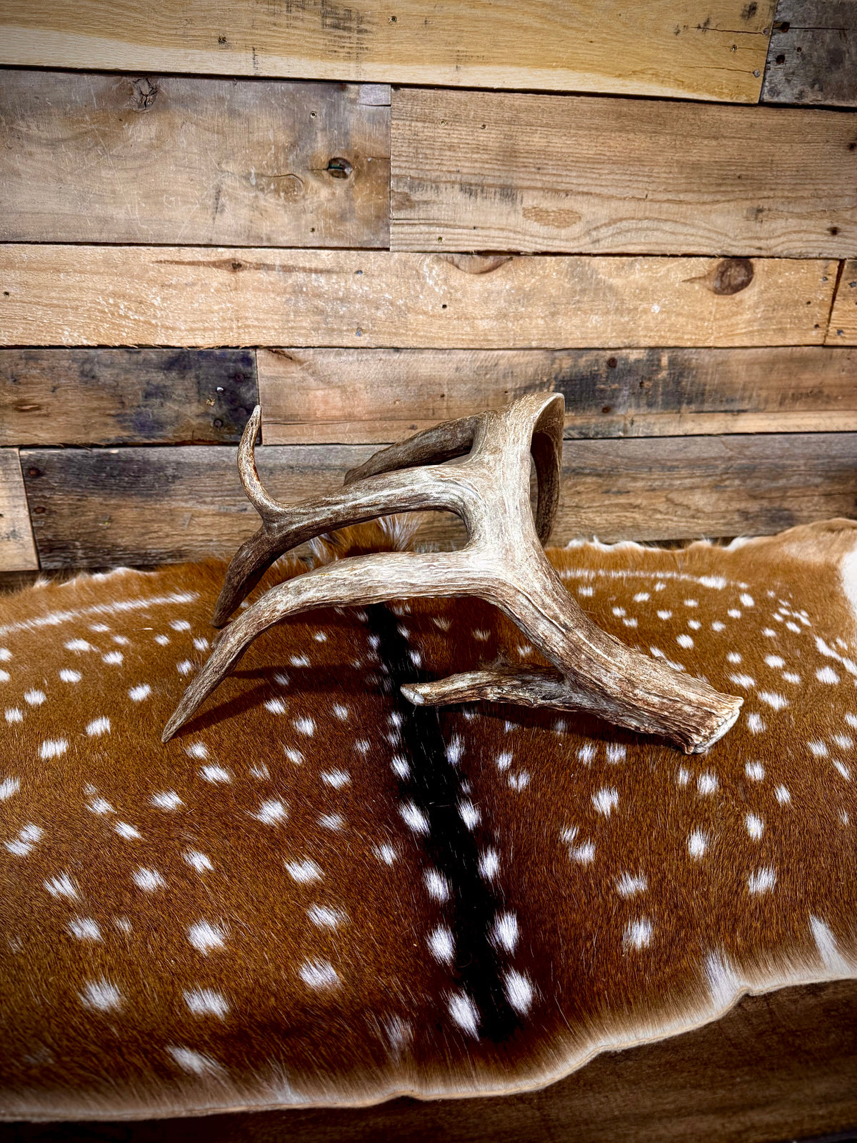 94" GIANT Trophy Whitetail Shed Antler | Exceptional Mass and Rich Brown Color | Auction