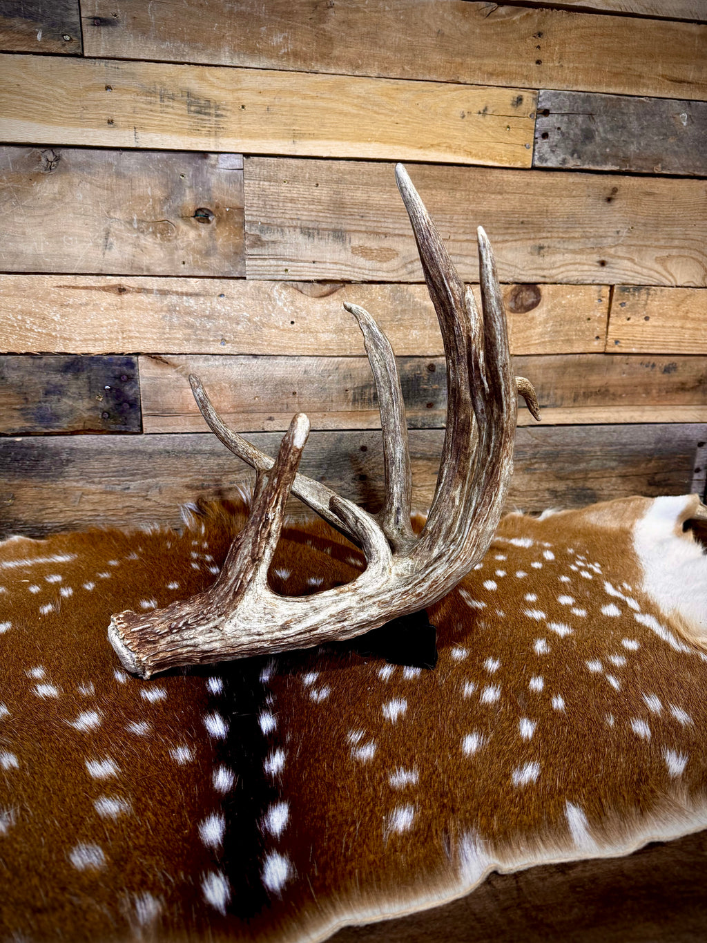 94" GIANT Trophy Whitetail Shed Antler | Exceptional Mass and Rich Brown Color | Auction