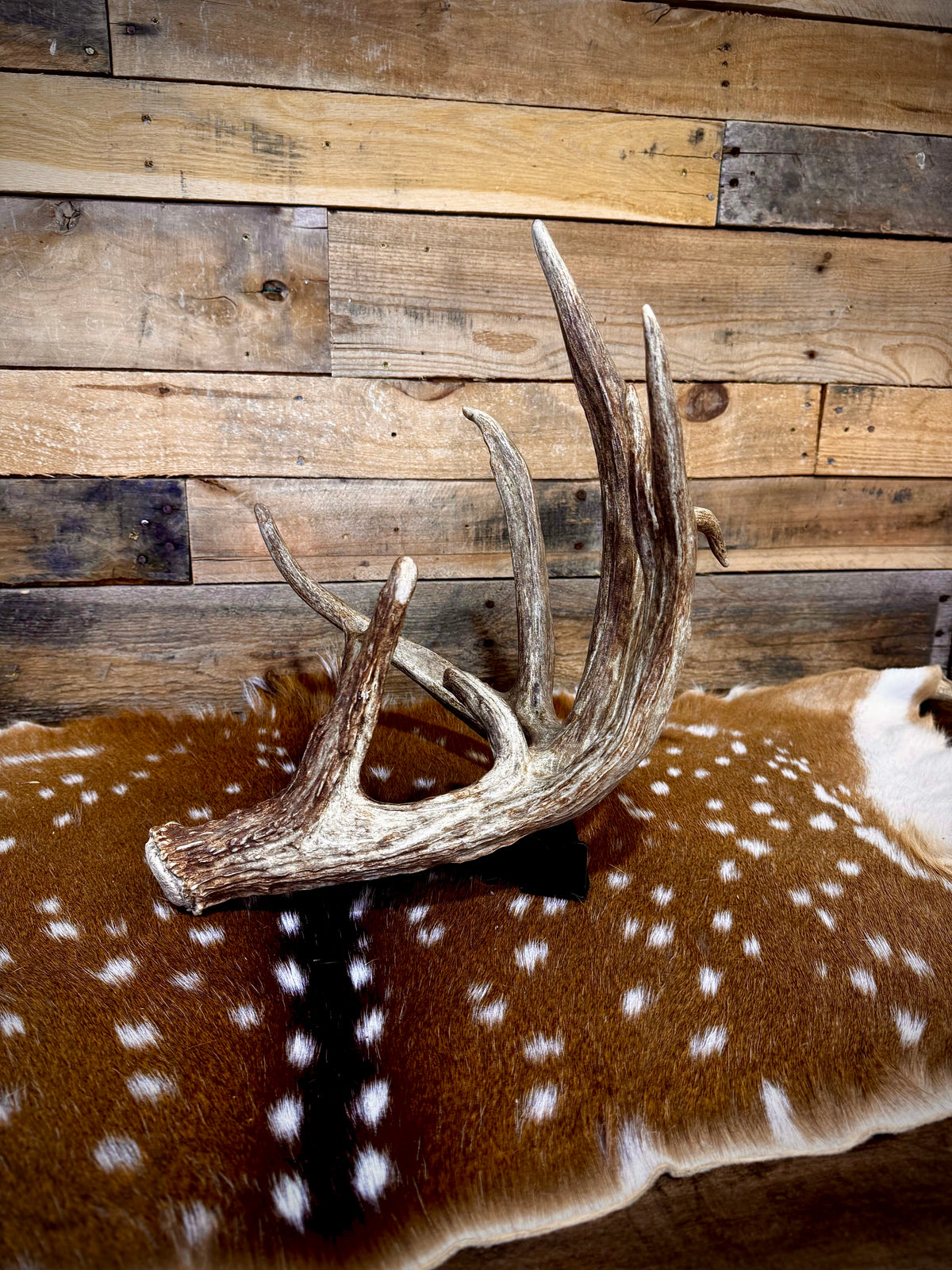 94" GIANT Trophy Whitetail Shed Antler | Exceptional Mass and Rich Brown Color | Auction