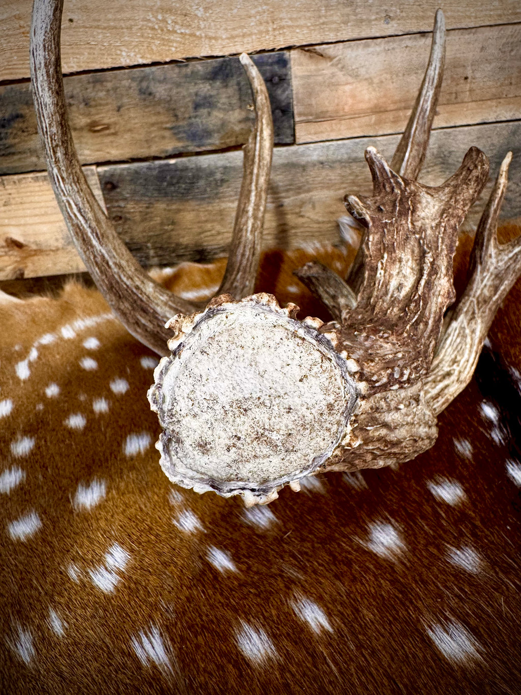 94" GIANT Trophy Whitetail Shed Antler | Exceptional Mass and Rich Brown Color | Auction