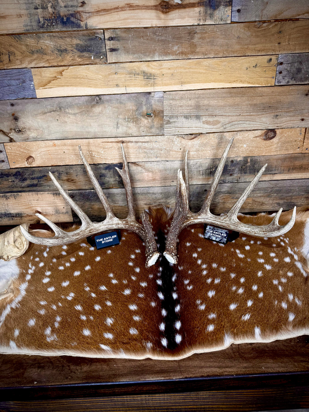 178" Matching Pair of Trophy Whitetail Sheds | 12-Point Main Frame.