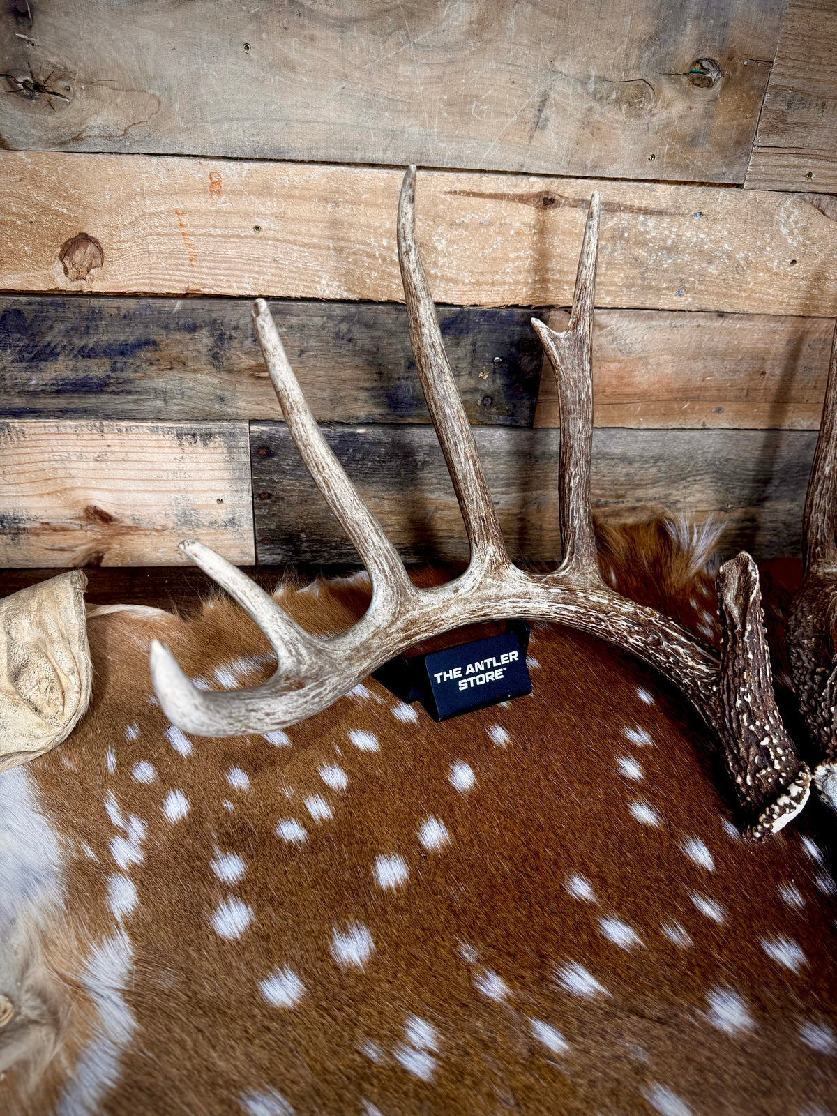 178" Matching Pair of Trophy Whitetail Sheds | 12-Point Main Frame.