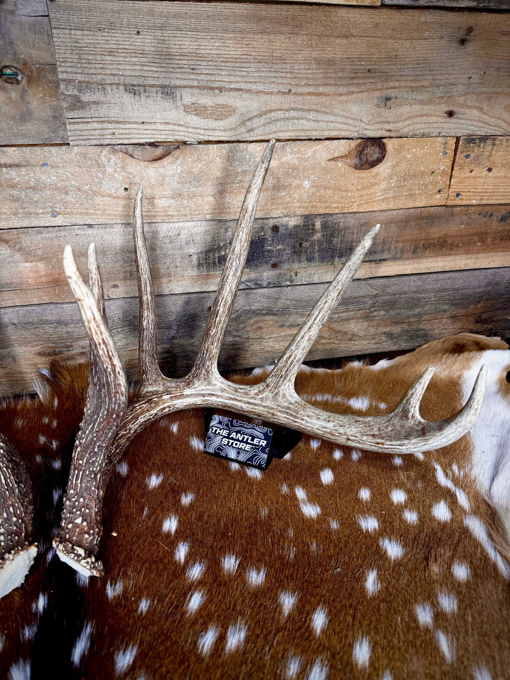178" Matching Pair of Trophy Whitetail Sheds | 12-Point Main Frame.