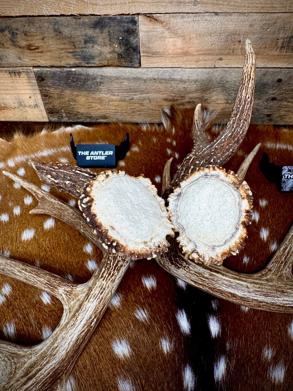 178" Matching Pair of Trophy Whitetail Sheds | 12-Point Main Frame.