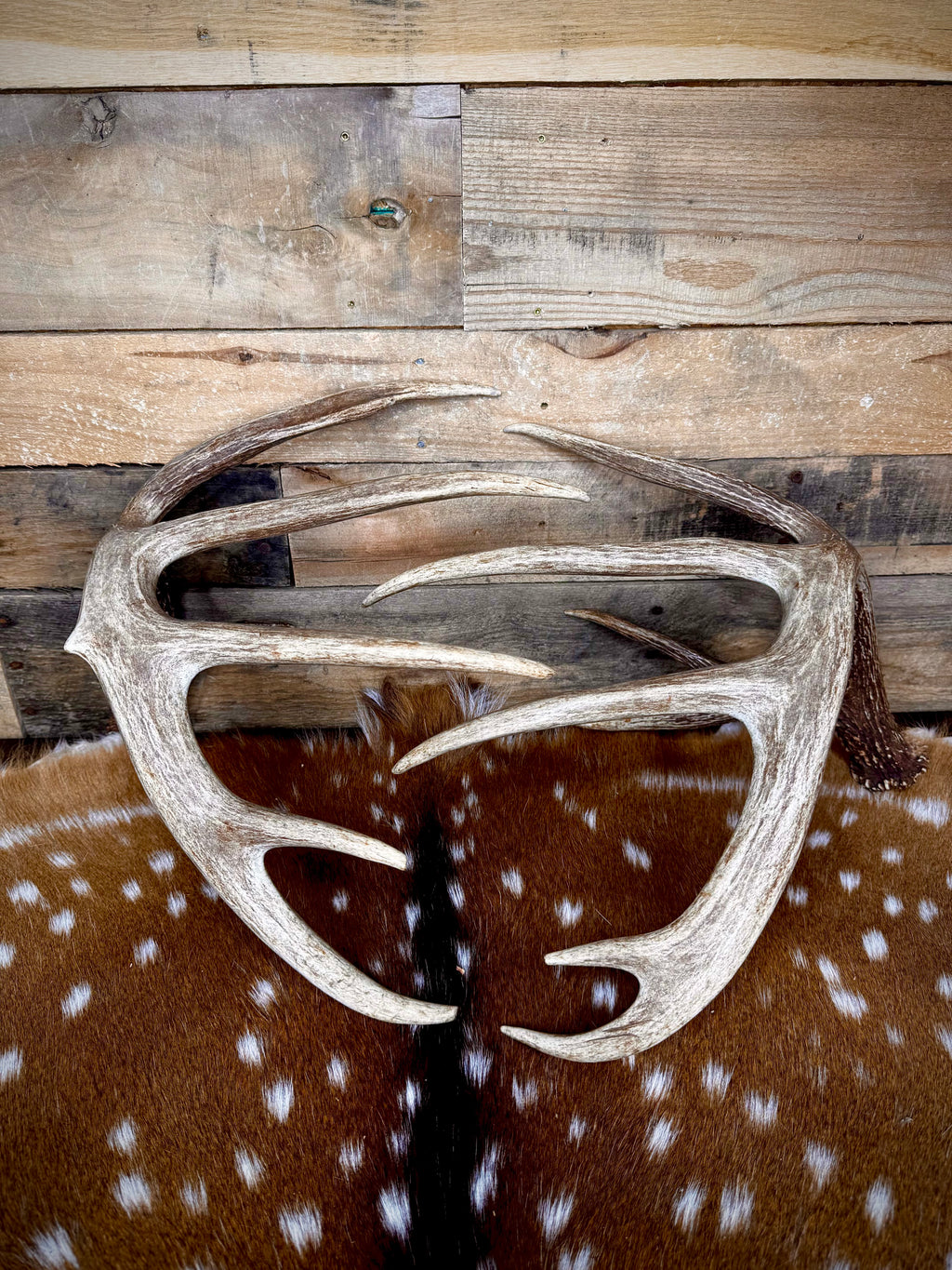 178" Matching Pair of Trophy Whitetail Sheds | 12-Point Main Frame.