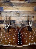 178" Matching Pair of Trophy Whitetail Sheds | 12-Point Main Frame.