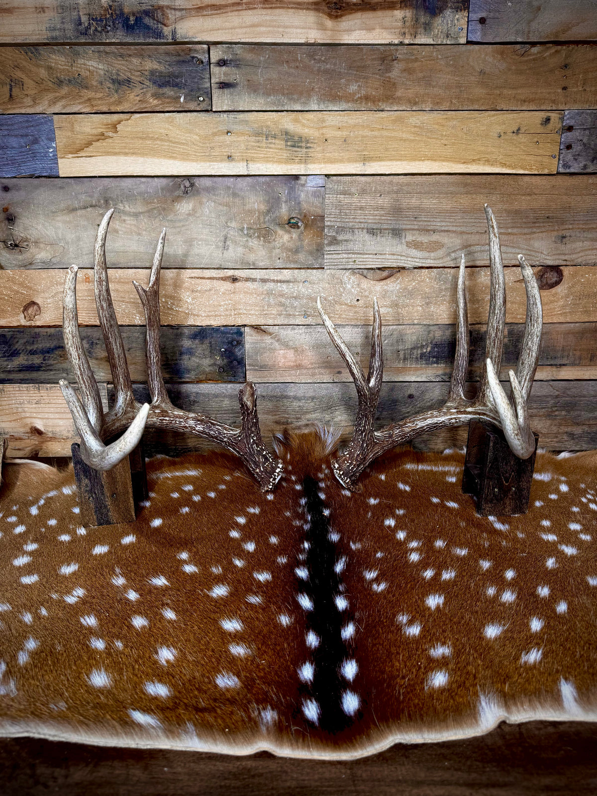 178" Matching Pair of Trophy Whitetail Sheds | 12-Point Main Frame.