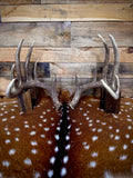 156" Matching Trophy Whitetail Sheds | 12-Point Main Frame | Clean Typical