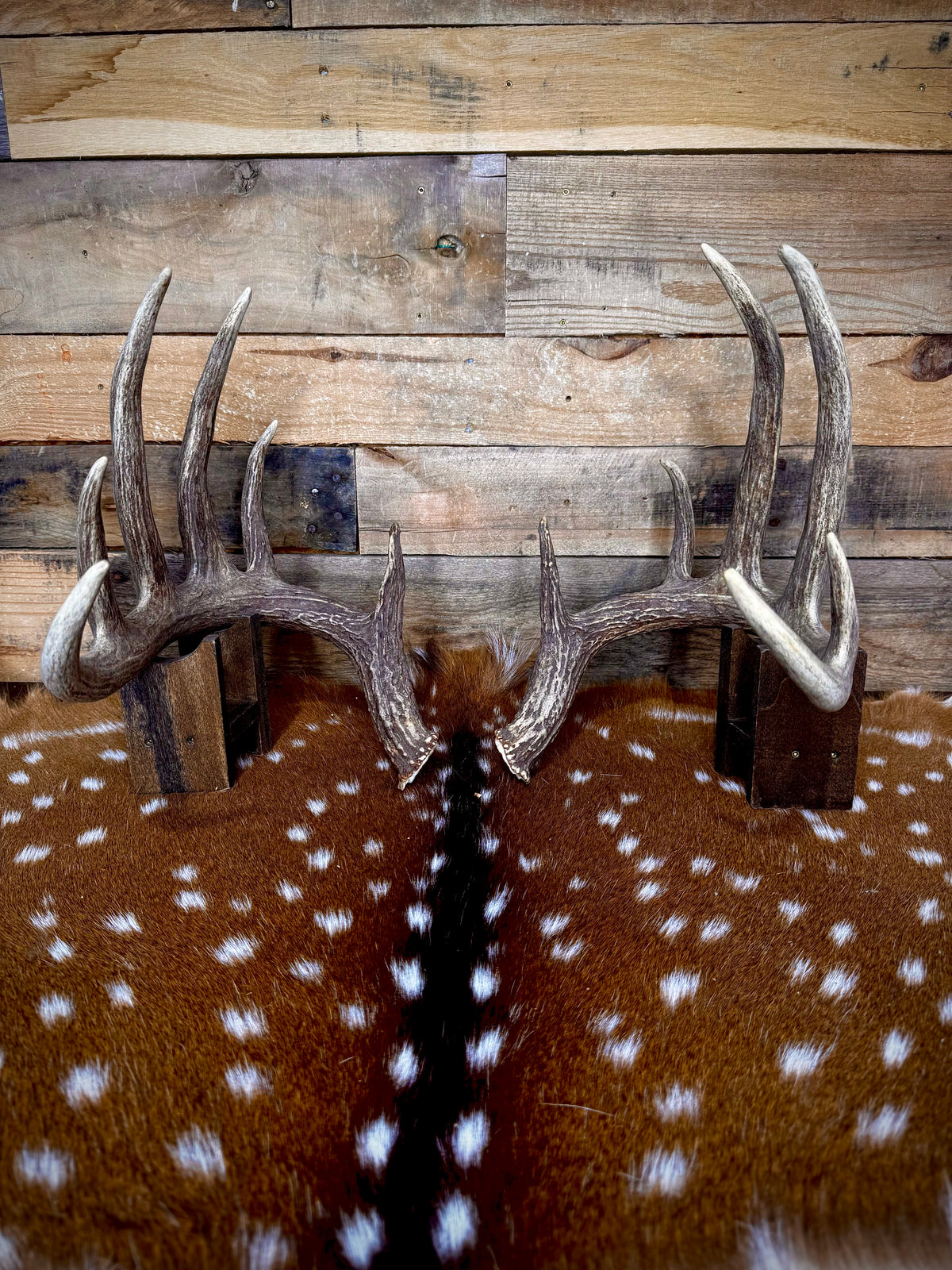 156" Matching Trophy Whitetail Sheds | 12-Point Main Frame | Clean Typical