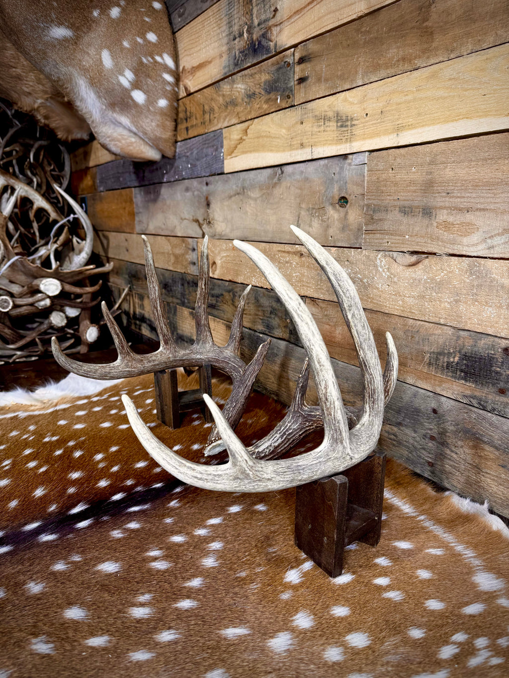 156" Matching Trophy Whitetail Sheds | 12-Point Main Frame | Clean Typical
