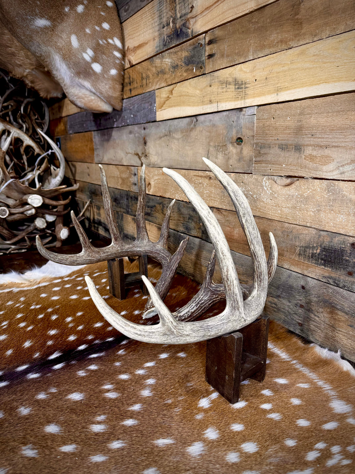 156" Matching Trophy Whitetail Sheds | 12-Point Main Frame | Clean Typical