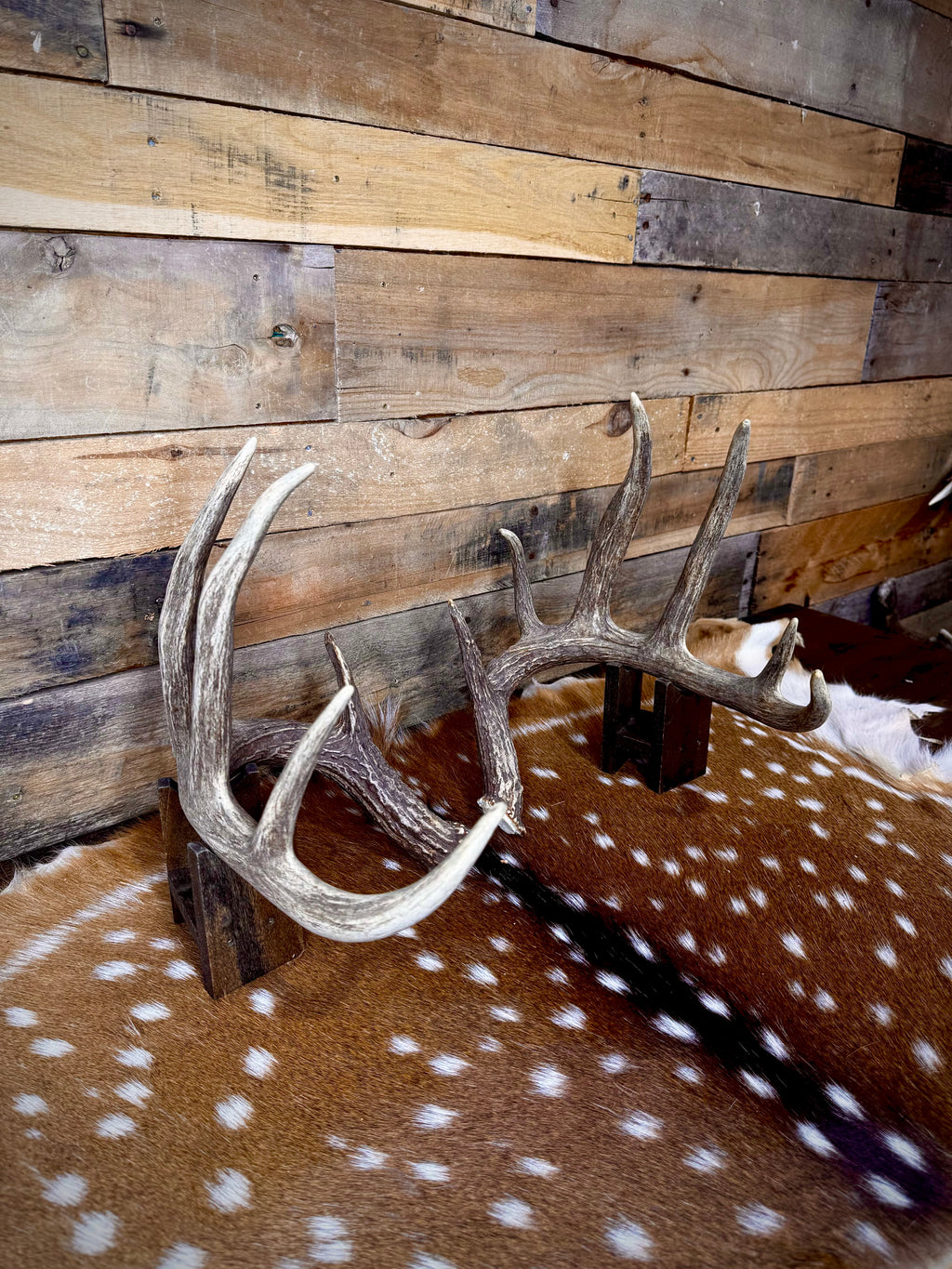 156" Matching Trophy Whitetail Sheds | 12-Point Main Frame | Clean Typical