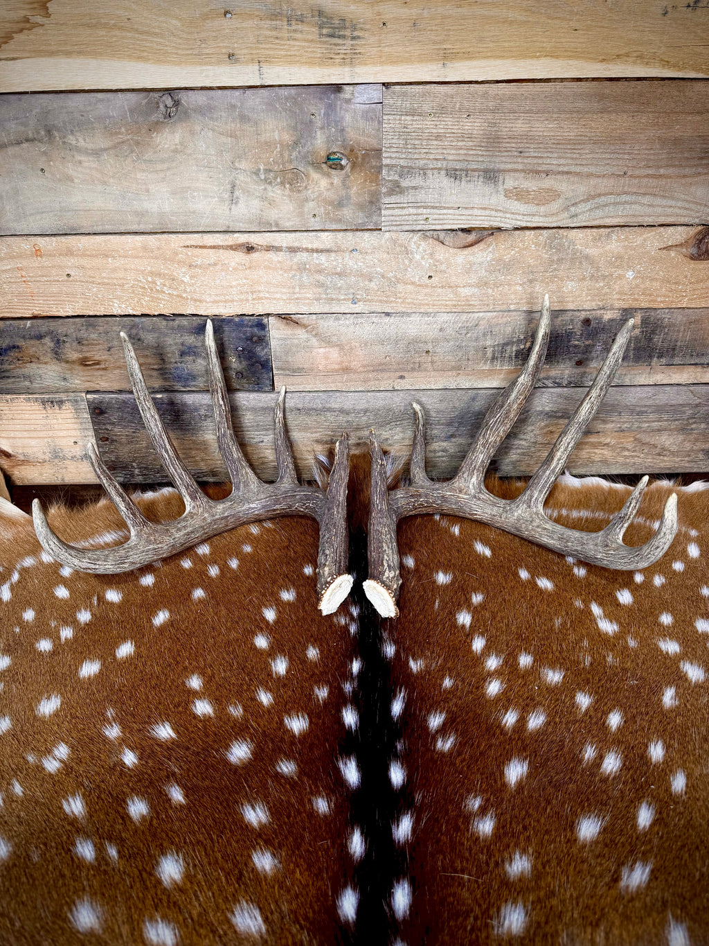 156" Matching Trophy Whitetail Sheds | 12-Point Main Frame | Clean Typical