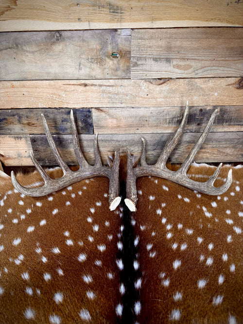 156" Matching Trophy Whitetail Sheds | 12-Point Main Frame | Clean Typical