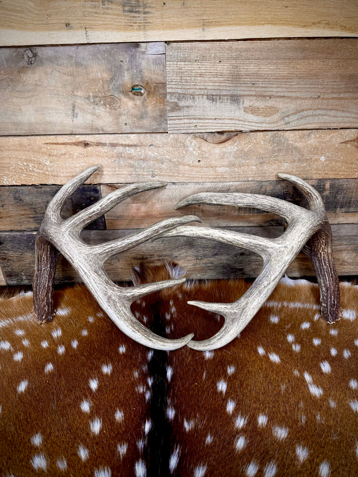 156" Matching Trophy Whitetail Sheds | 12-Point Main Frame | Clean Typical