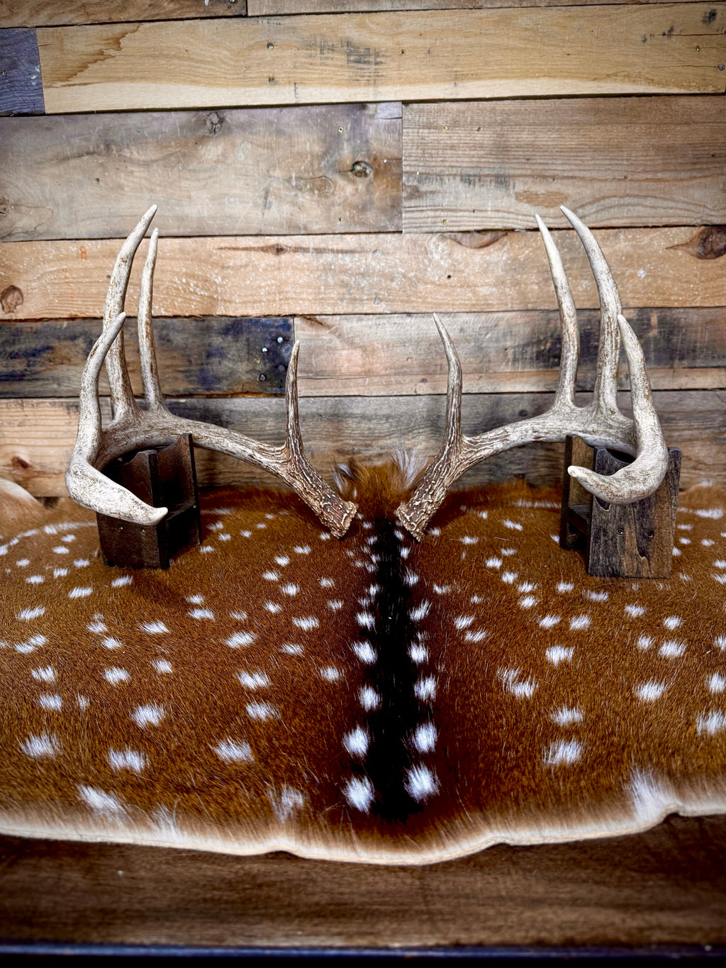 132" Matching Pair of Whitetail Antler Sheds | 10-Point Typical