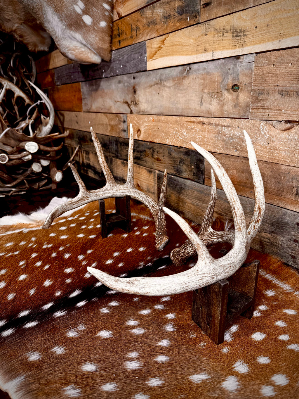 132" Matching Pair of Whitetail Antler Sheds | 10-Point Typical