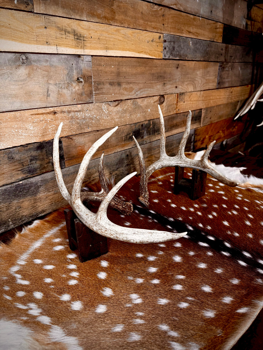 132" Matching Pair of Whitetail Antler Sheds | 10-Point Typical