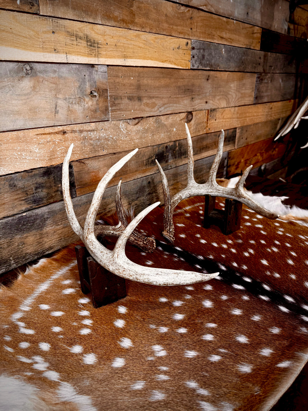 132" Matching Pair of Whitetail Antler Sheds | 10-Point Typical
