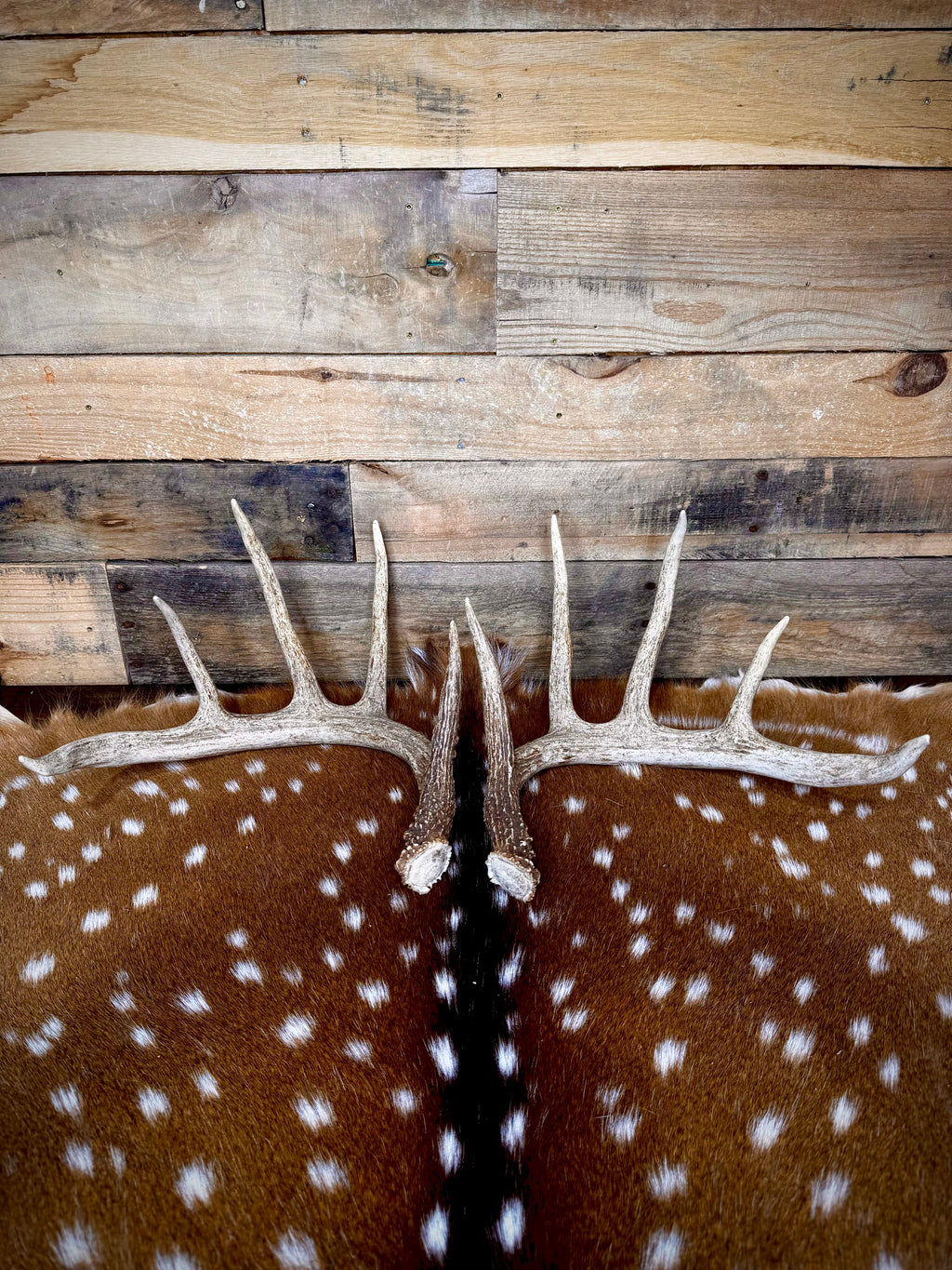 132" Matching Pair of Whitetail Antler Sheds | 10-Point Typical