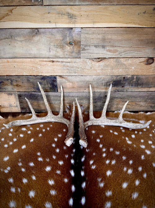 132" Matching Pair of Whitetail Antler Sheds | 10-Point Typical