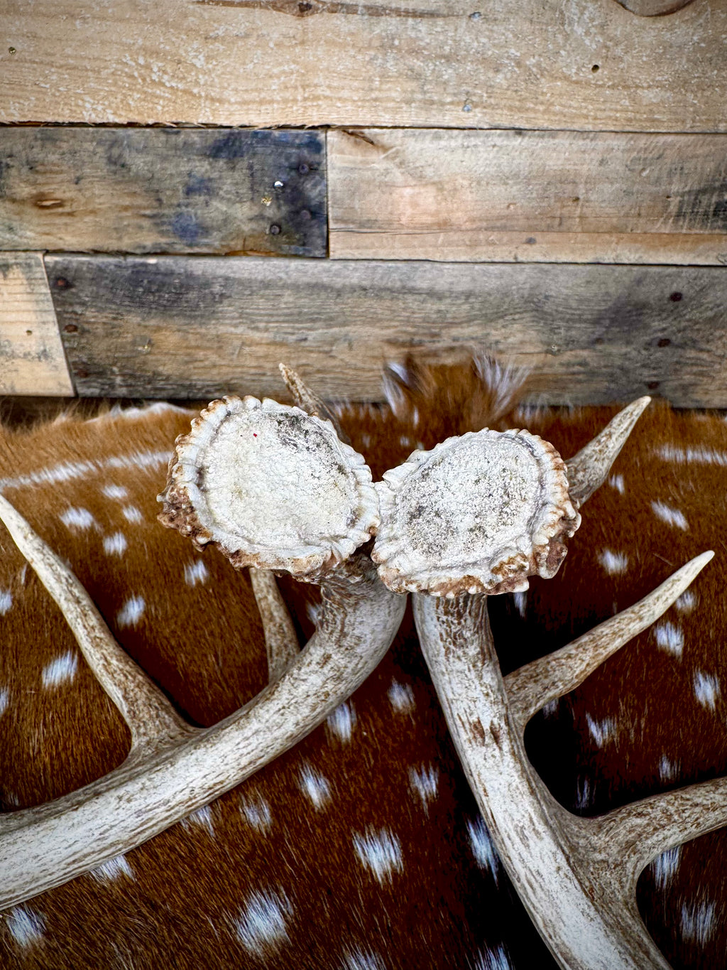 132" Matching Pair of Whitetail Antler Sheds | 10-Point Typical