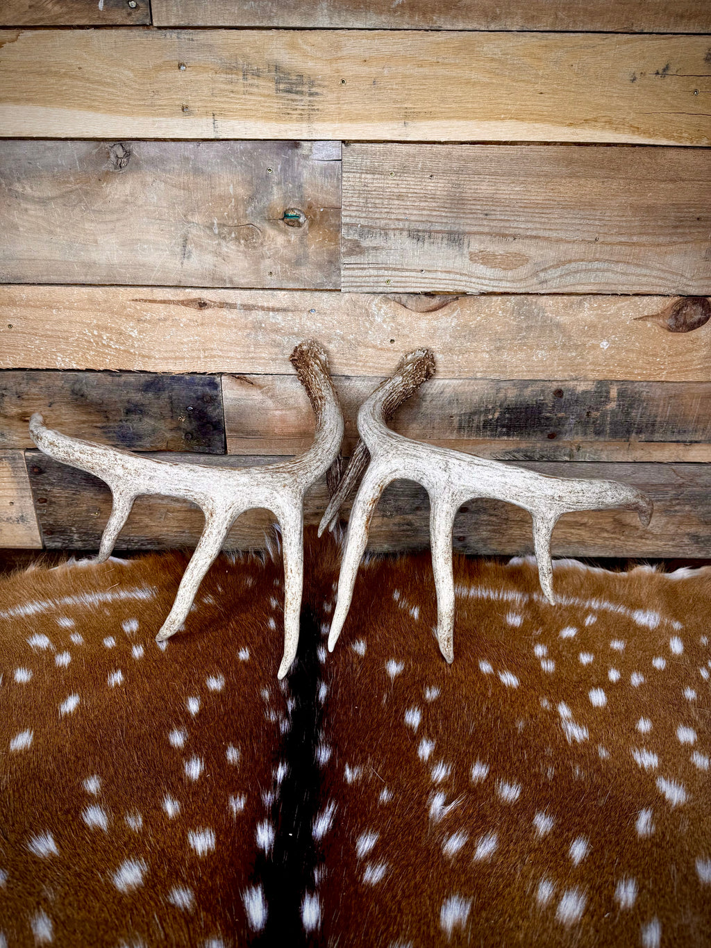 132" Matching Pair of Whitetail Antler Sheds | 10-Point Typical