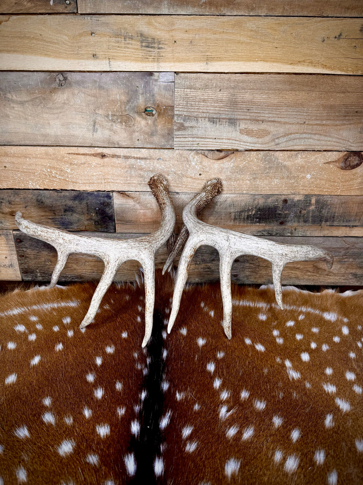 132" Matching Pair of Whitetail Antler Sheds | 10-Point Typical