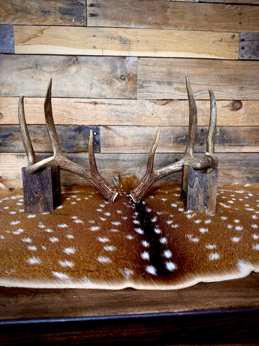 Medium Size Matching Whitetail Sheds | Excellent Brown Color | White Burrs
