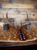 Medium Size Matching Whitetail Sheds | Excellent Brown Color | White Burrs