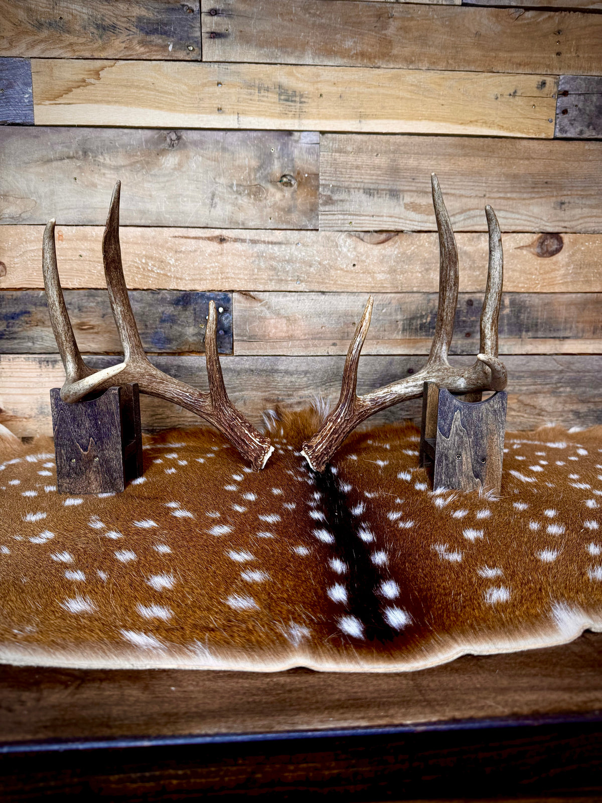 Medium Size Matching Whitetail Sheds | Excellent Brown Color | White Burrs