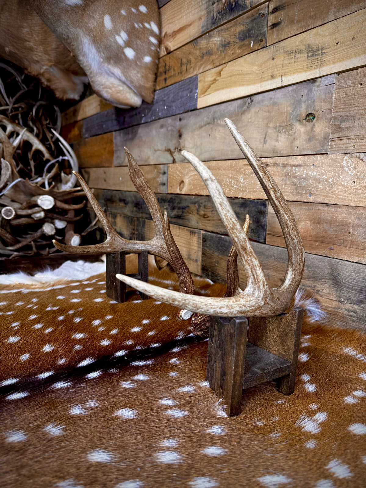 Medium Size Matching Whitetail Sheds | Excellent Brown Color | White Burrs