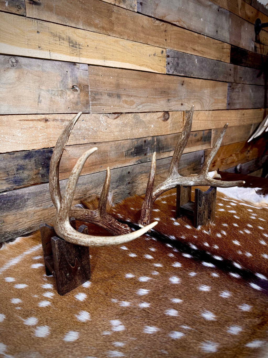 Medium Size Matching Whitetail Sheds | Excellent Brown Color | White Burrs