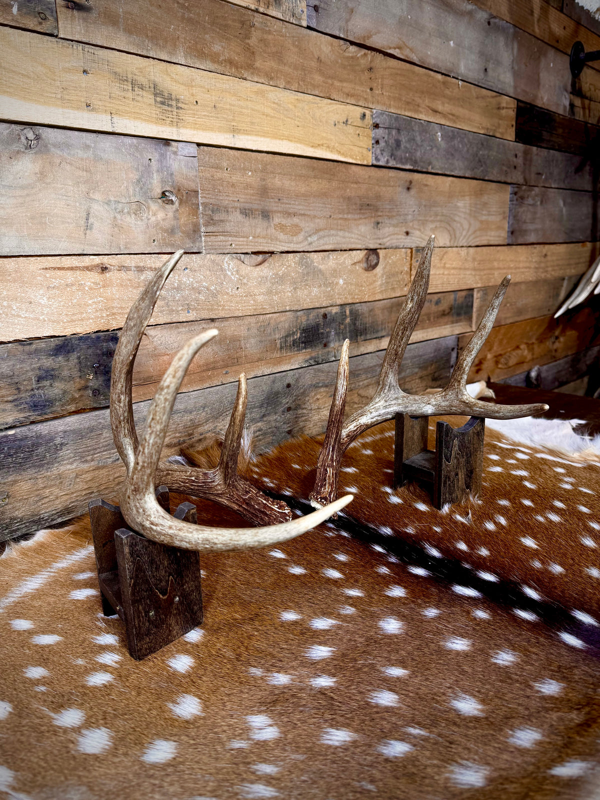 Medium Size Matching Whitetail Sheds | Excellent Brown Color | White Burrs