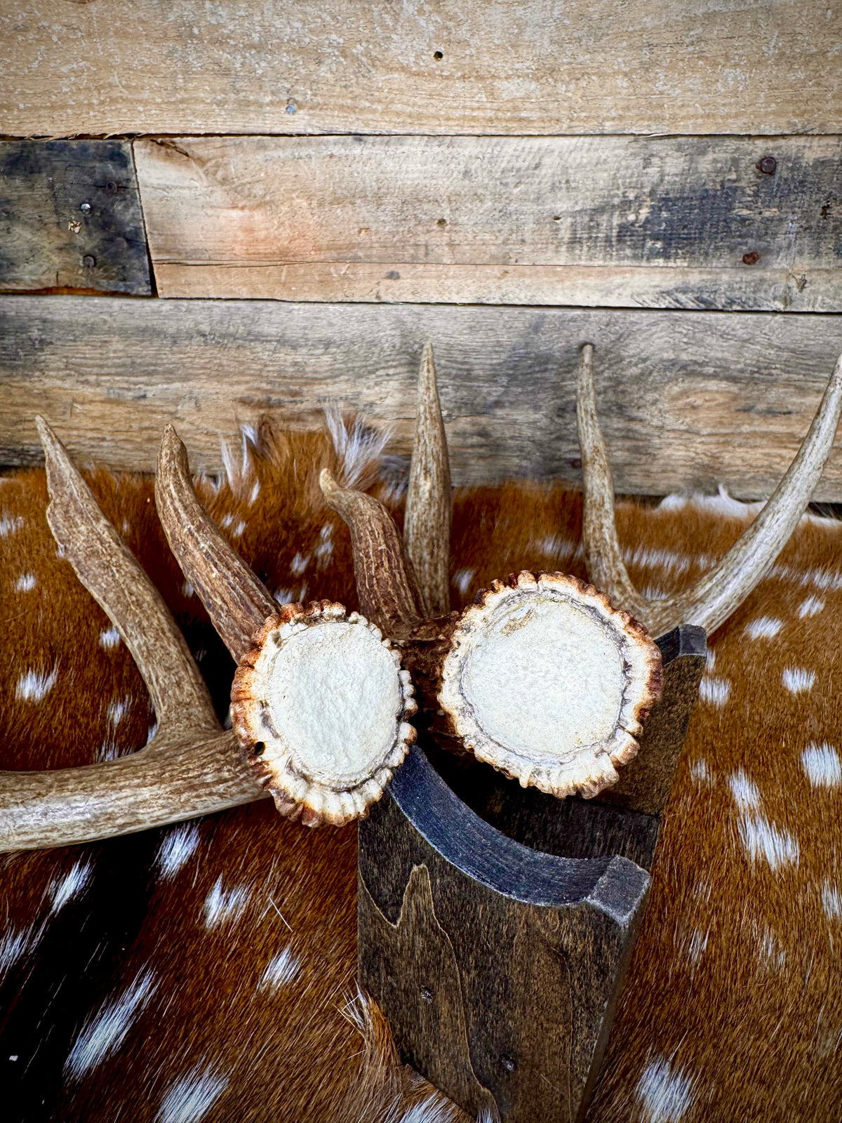 Medium Size Matching Whitetail Sheds | Excellent Brown Color | White Burrs