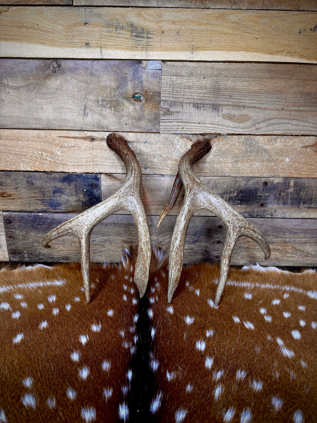 Medium Size Matching Whitetail Sheds | Excellent Brown Color | White Burrs