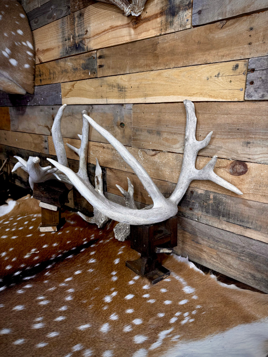 219" Massive Pair of Trophy Whitetail Antlers | 24 Points | Multiple Droptines | 40" Mass