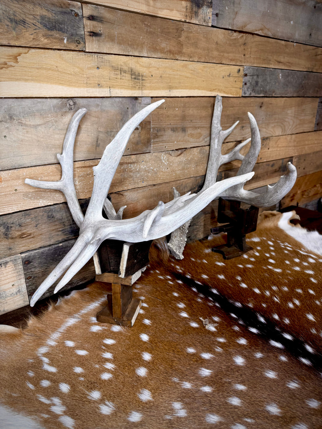 219" Massive Pair of Trophy Whitetail Antlers | 24 Points | Multiple Droptines | 40" Mass