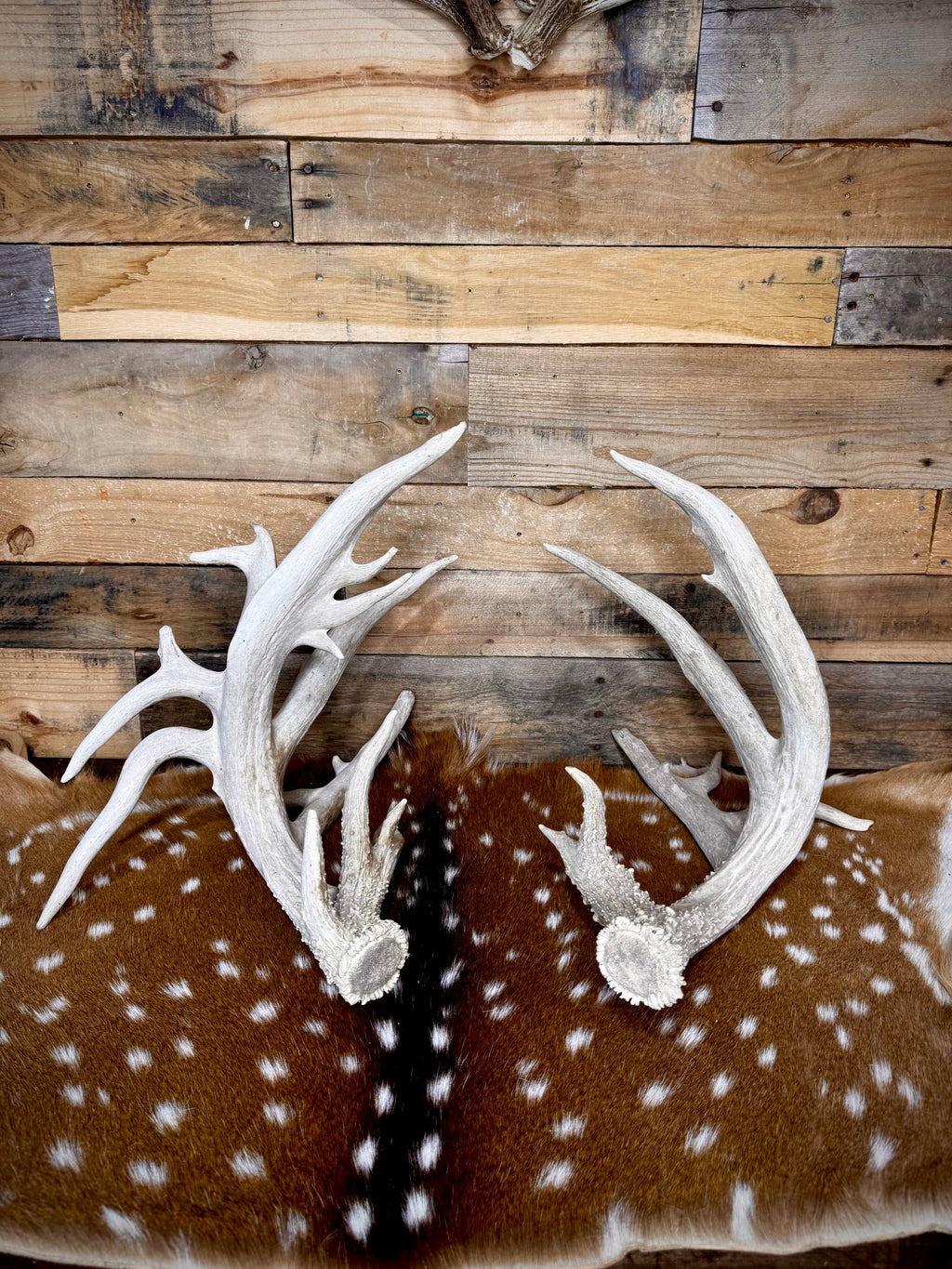 219" Massive Pair of Trophy Whitetail Antlers | 24 Points | Multiple Droptines | 40" Mass